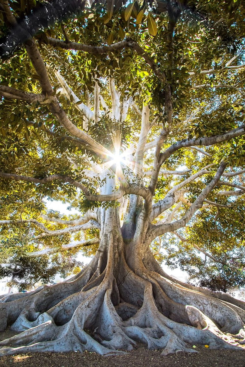 https://www.inomentors.cz/wp-content/uploads/2023/07/desktop-wallpaper-reiki1.jpg